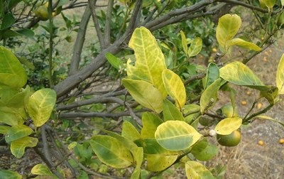 Prefeitura intensifica ações para prevenir o Greening nos pomares