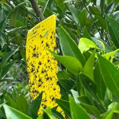 Secretaria Municipal de Desenvolvimento Rural monitora casos de Greening no RS
