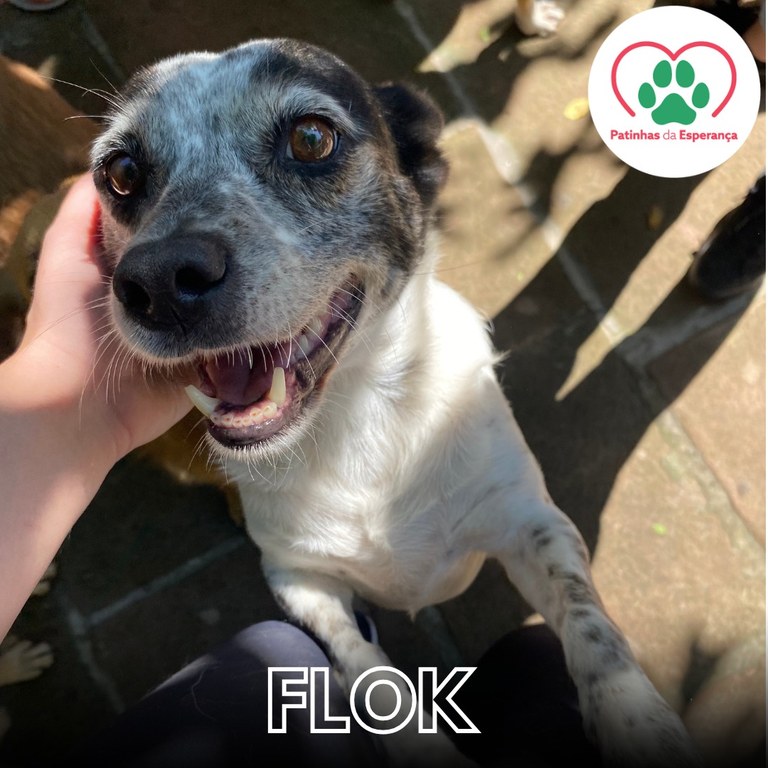 Flok