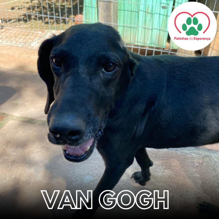 Van Gogh