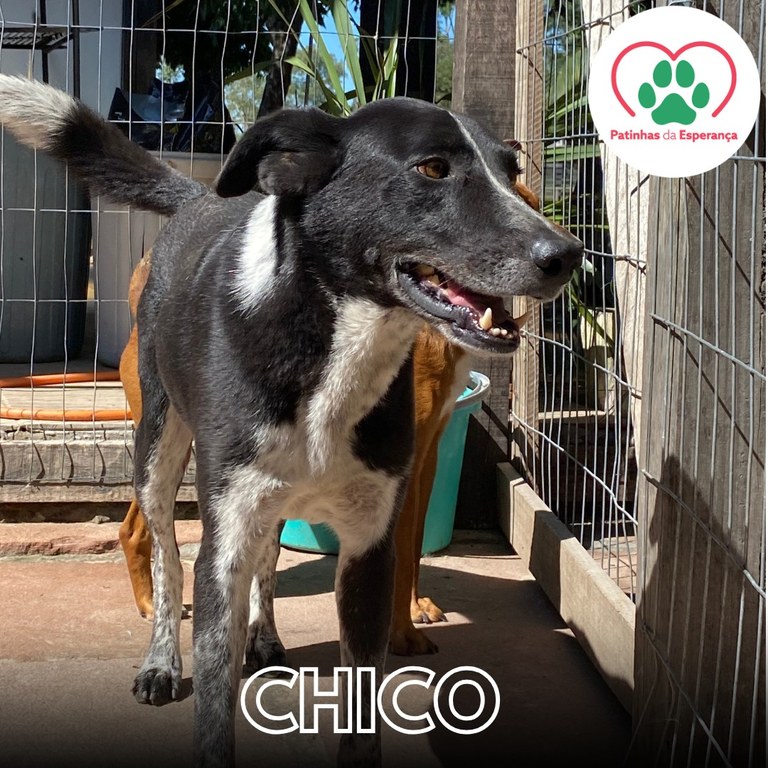 Chico
