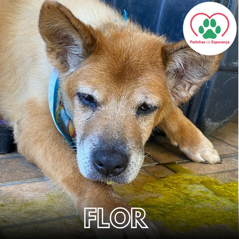 Flor