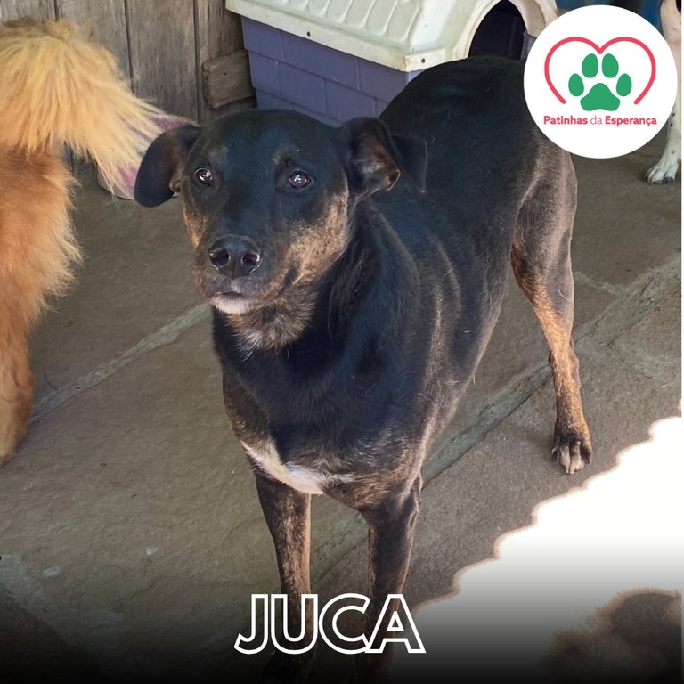 Juca