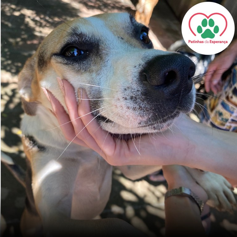 Canela