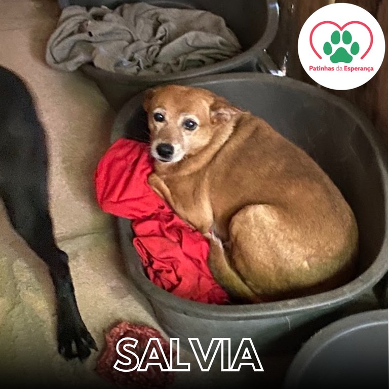 Salvia