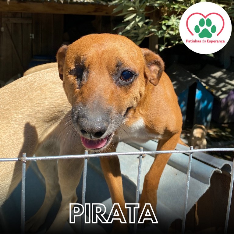 Pirata