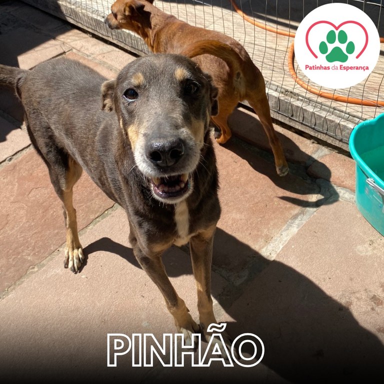 Pinhão