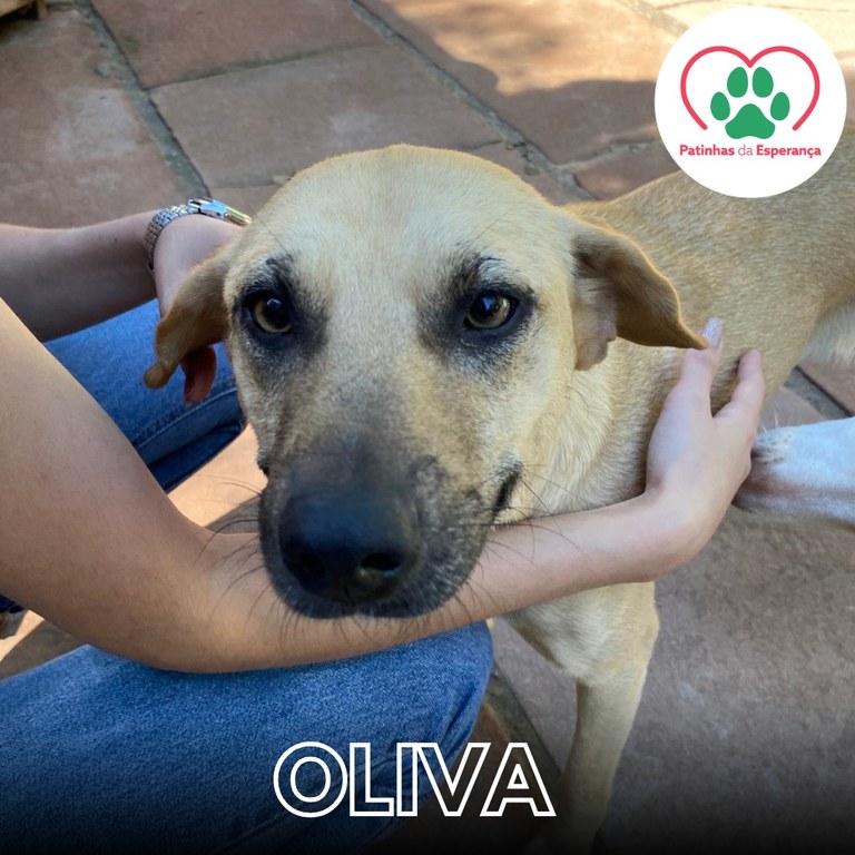 Oliva