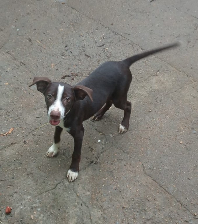 Chocolatinho