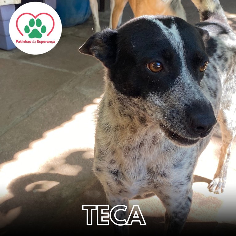Teca