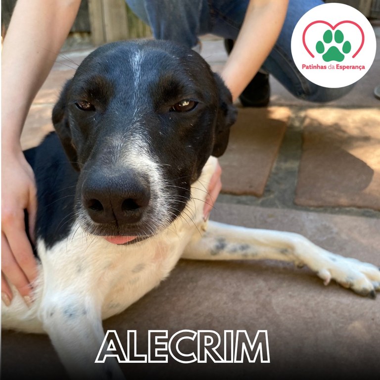Alecrim
