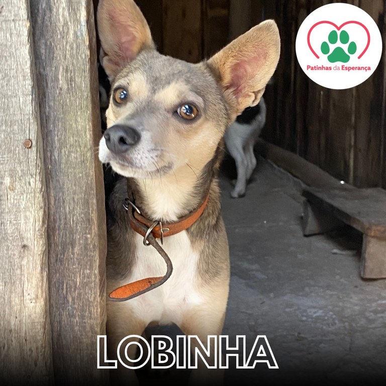 Lobinha