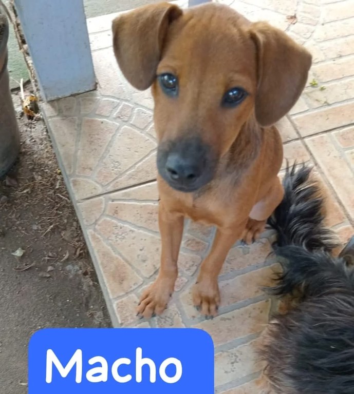 Apolo