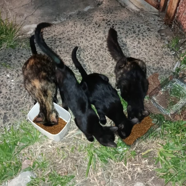Mamãe e filhotes